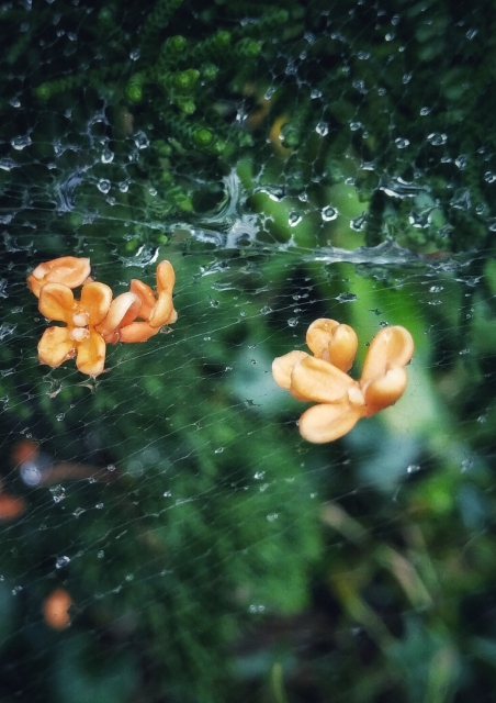 田中洲--雨露桂花